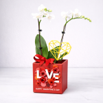 Valentine Snow Pearl Orchid