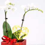 Valentine Snow Pearl Orchid